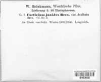Dendrocorticium jonides image